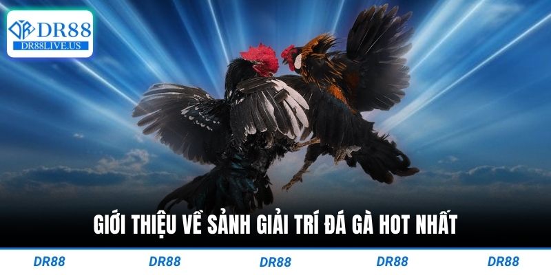 Giới thiệu về sảnh giải trí đá gà hot nhất