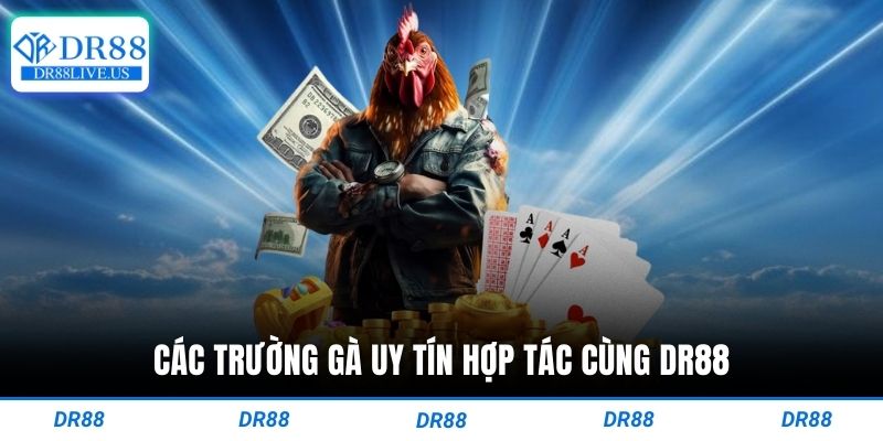 Các trường gà uy tín hợp tác cùng dr88